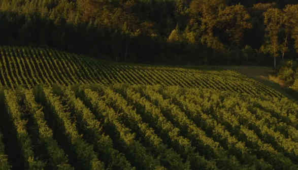 farming is our way of being in touch with the earth that nourishes us.